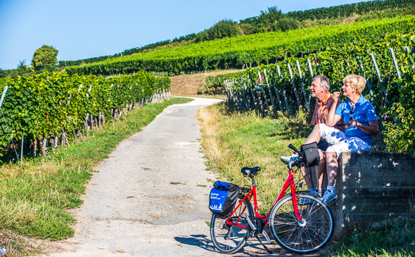 In the vineyards