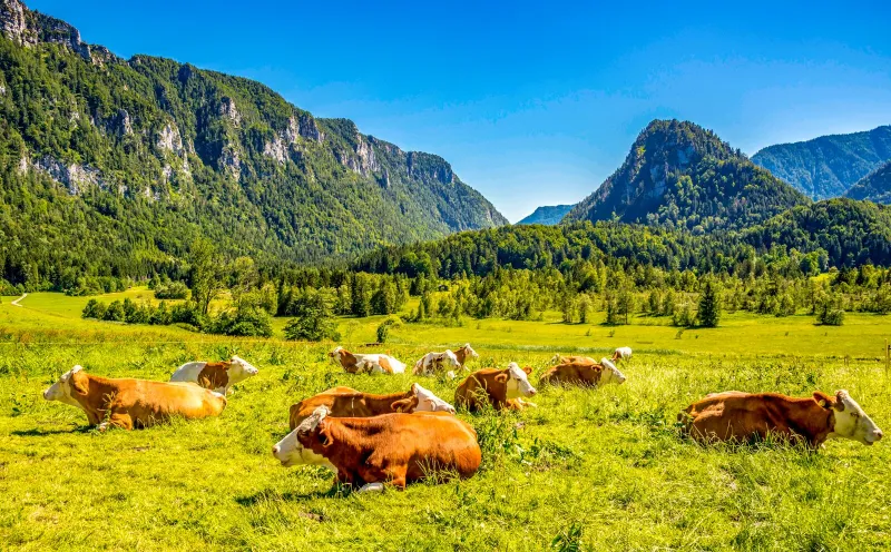 Cows, Inzell