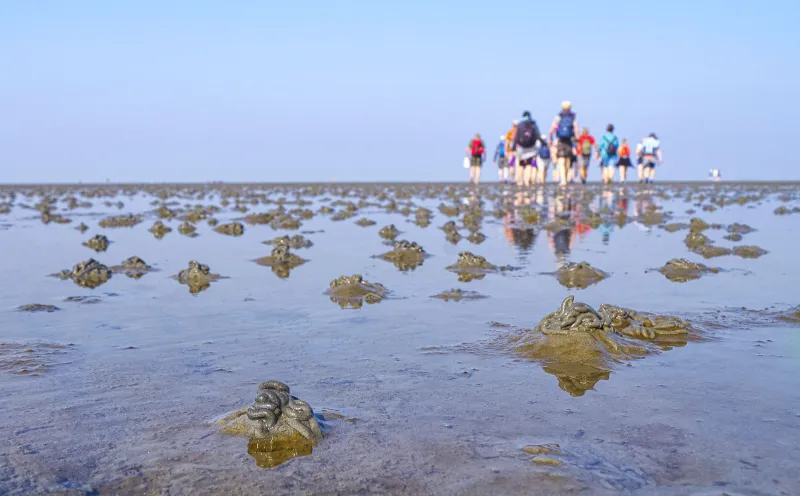 A mudflat hike in Cuxhaven