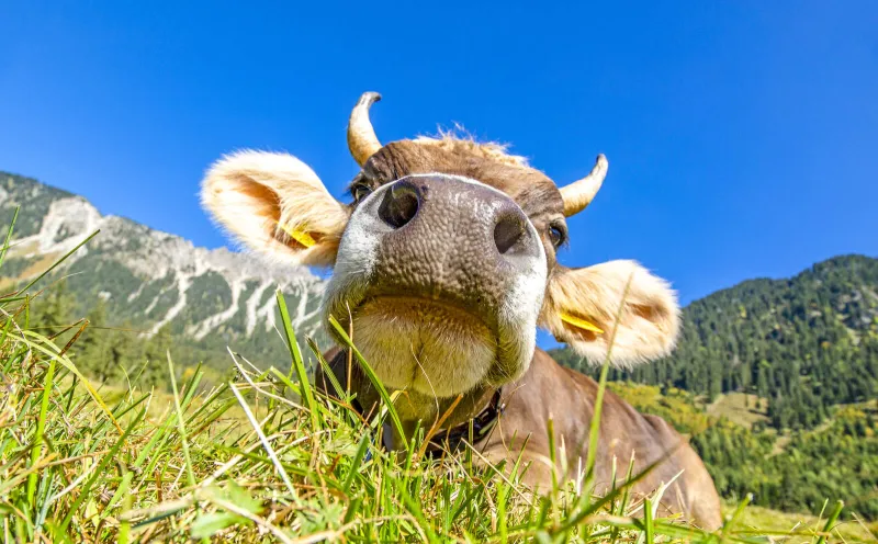 Allgäu cow