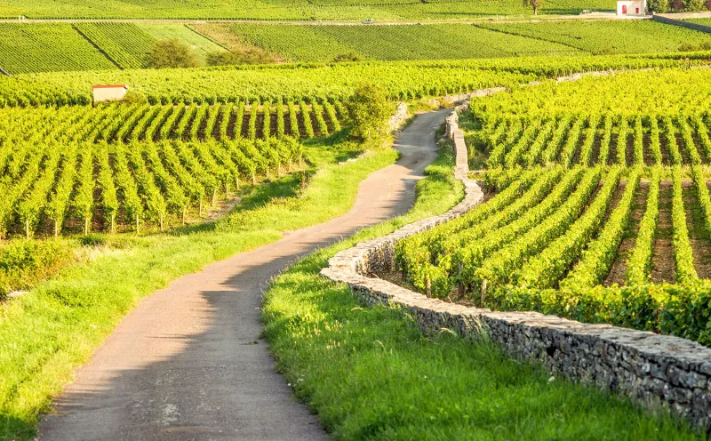 Viticulture