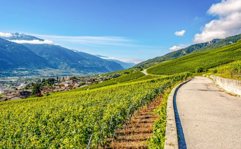 Vineyards near Sierre