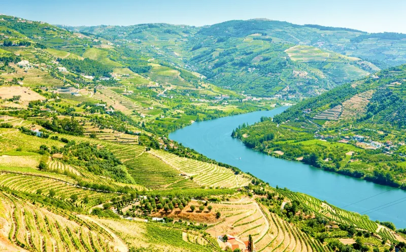 Vineyards in the Douro Valley