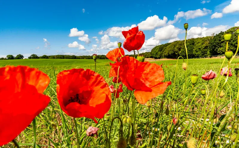 Poppy field