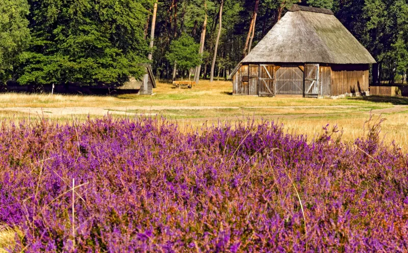 Sheepfold Lüneburg Heath
