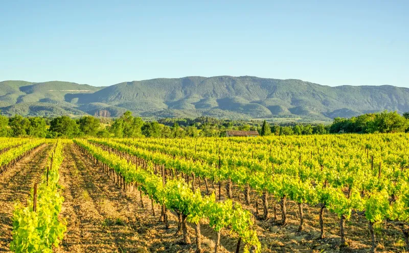 Viticulture