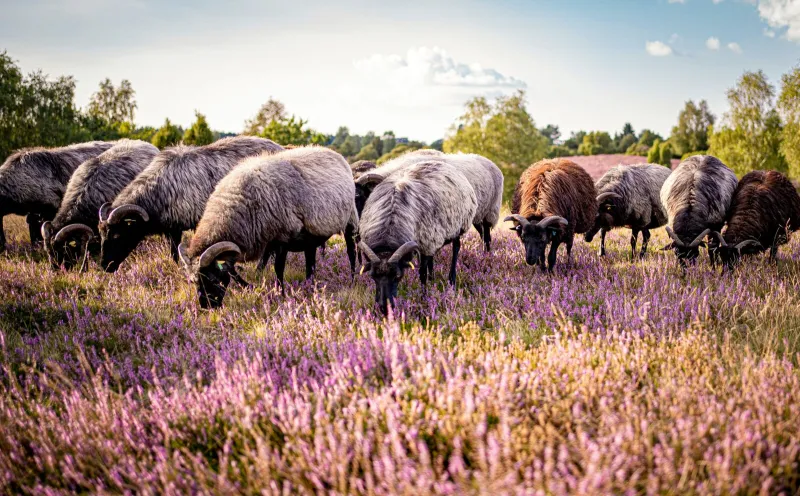 Moorland Sheeps