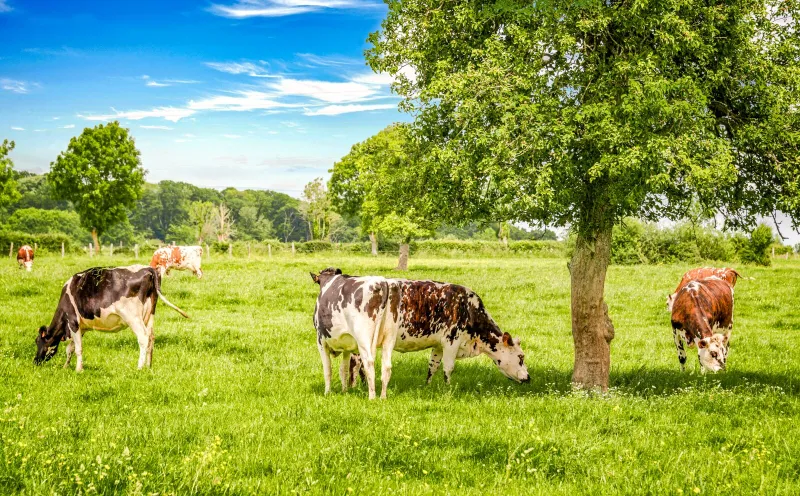 Cows Normandy