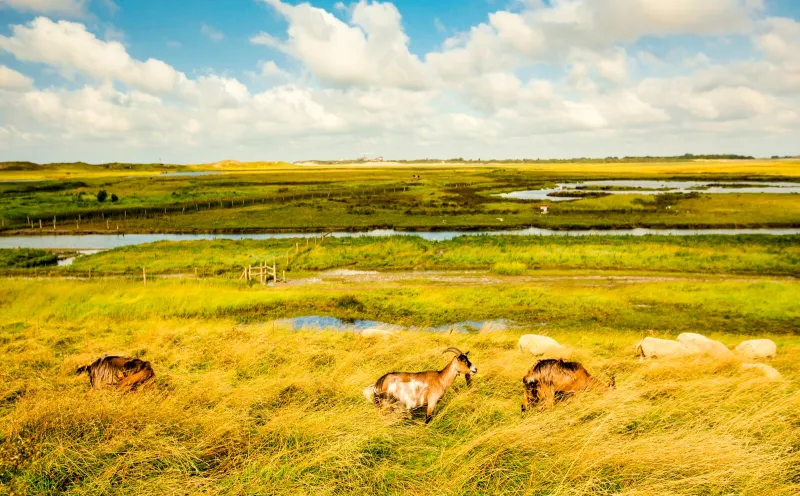 The nature reserve in Het Zwin