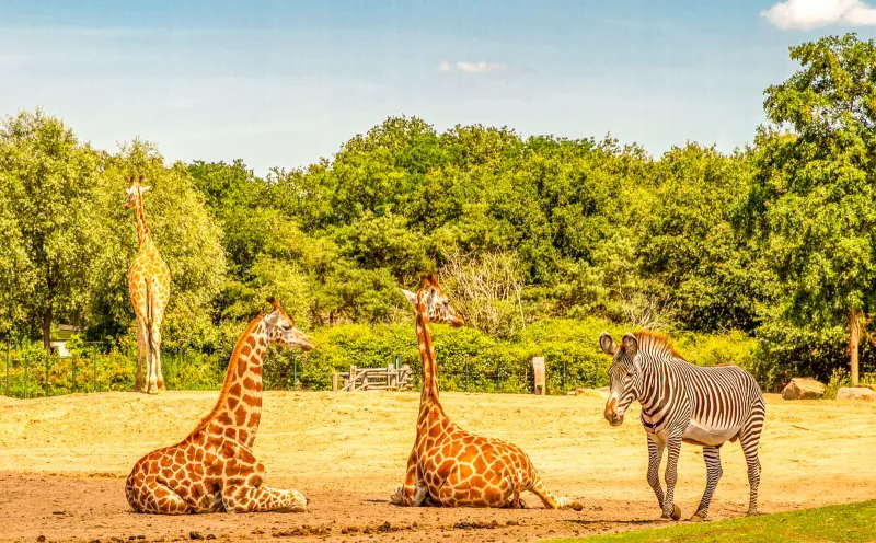 Safari park Beekse Bergen