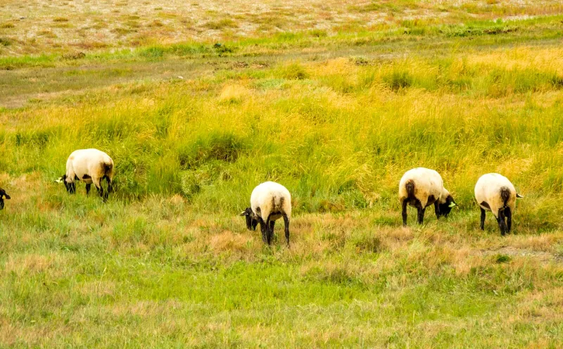 Grazing sheep