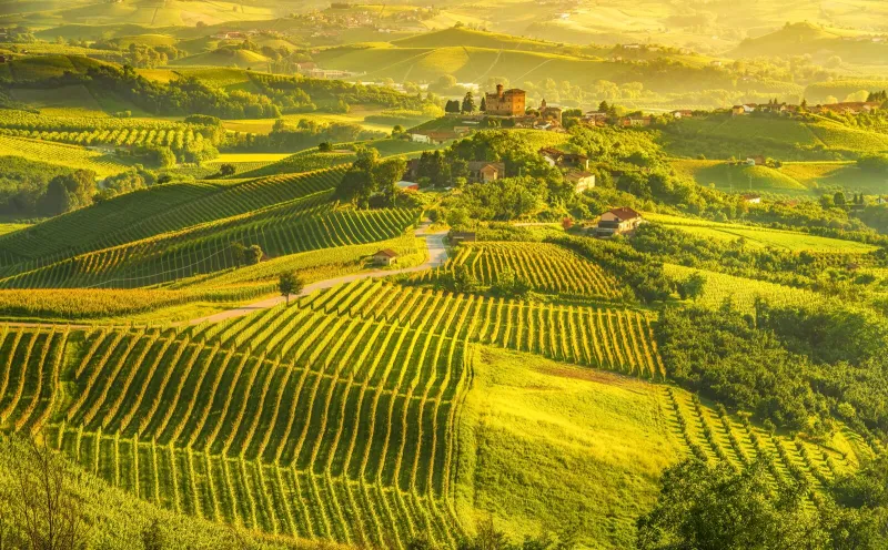 Langhe vineyards