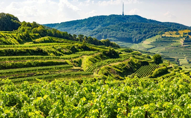 Kaiserstuhl