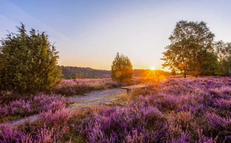 Sunset in the Lüneburg Heath