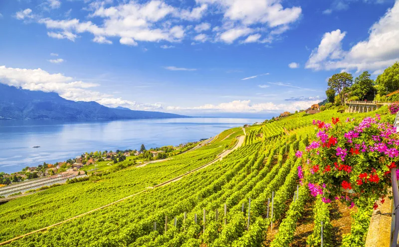 Vineyards on Lake Geneva