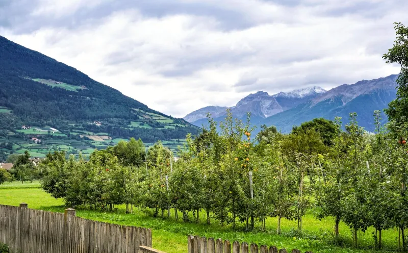 Orchards in Glurns