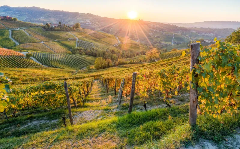 Vineyards