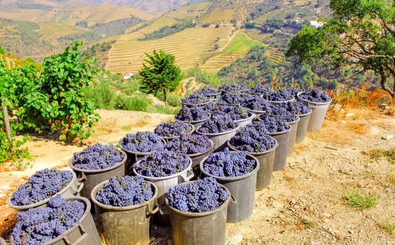 Grape harvest