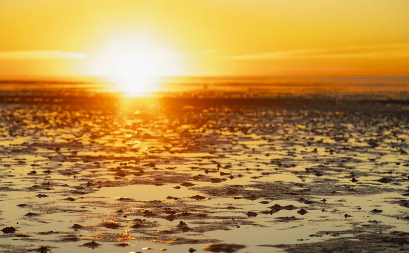 Farewell to the Wadden Sea