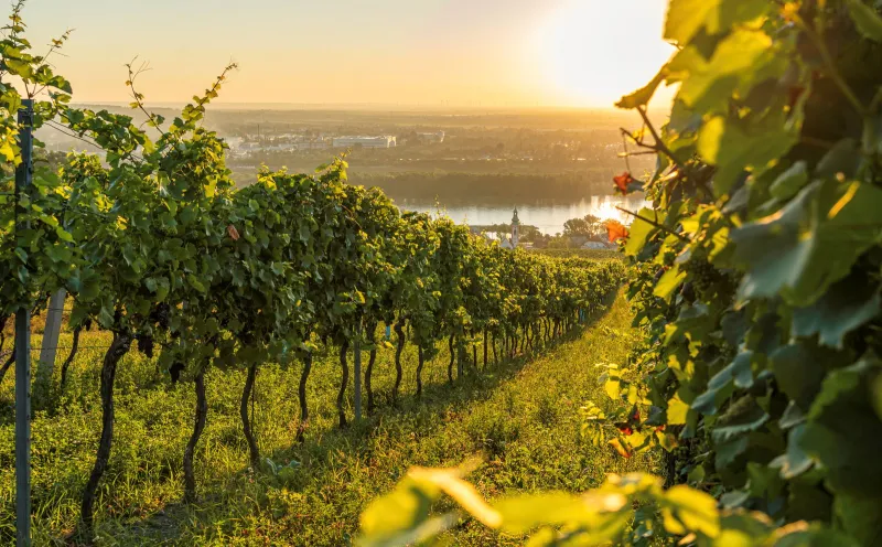 Kahlenbergerdorf, Vienna