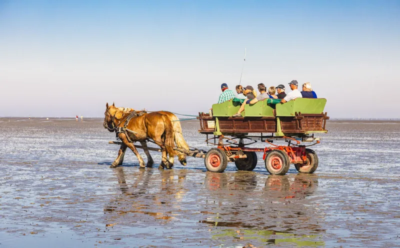 Wading car to the island of Neuwerk