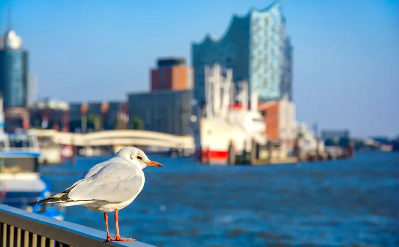 Seagull, Elbphilharmonie