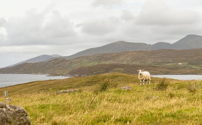 A sheep in the Highlands