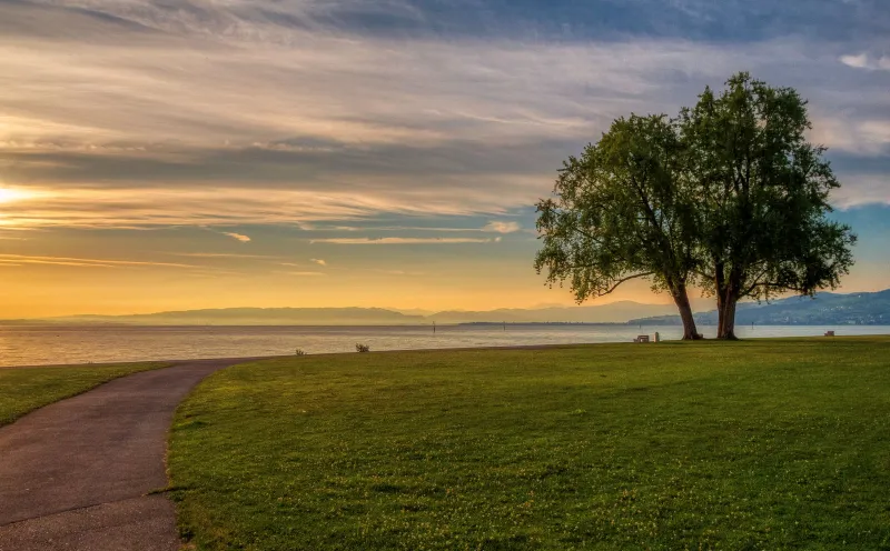 Lake Constance near Arbon, tree, sunset