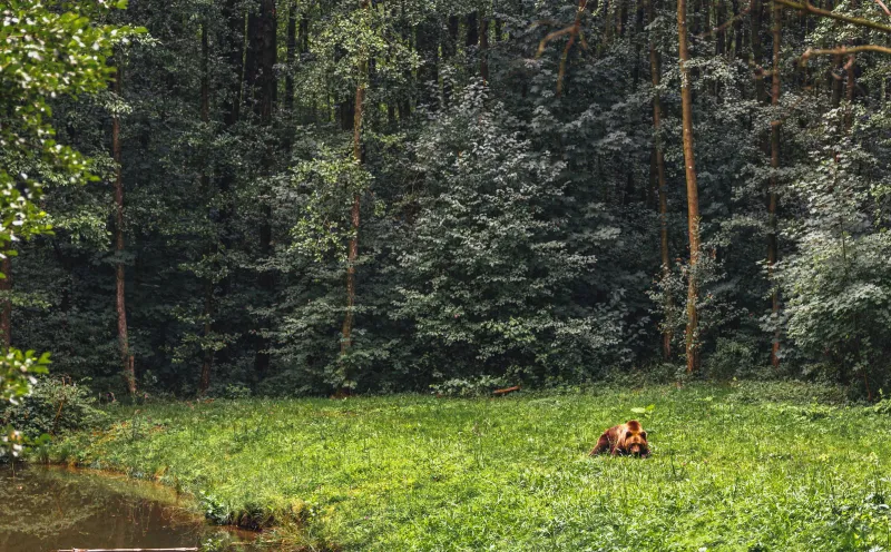 Bear Sanctuary Müritz
