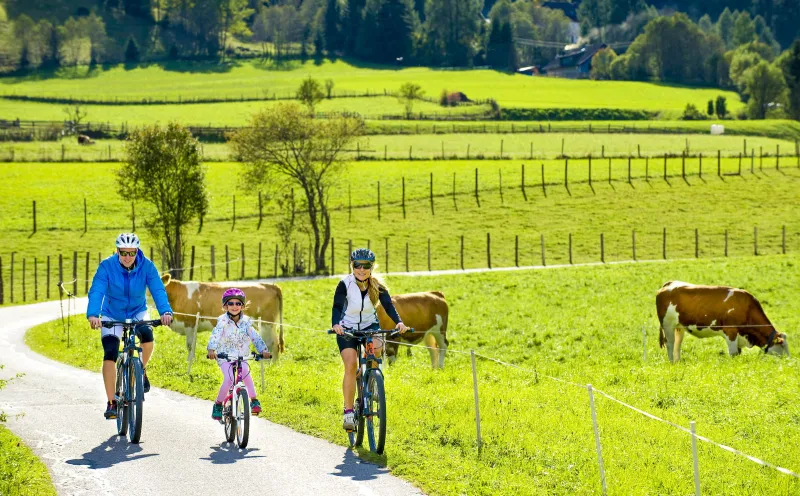 Family, Bike path, Cows