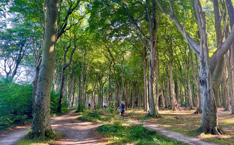 Ghost forest Nienhagen