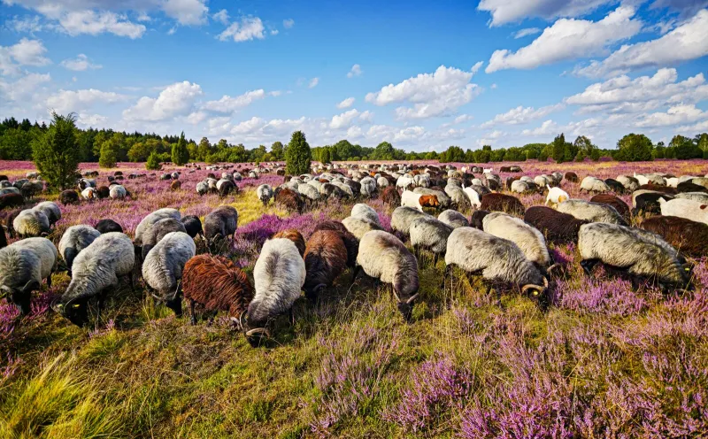 Heidschnucken Lüneburg Heath