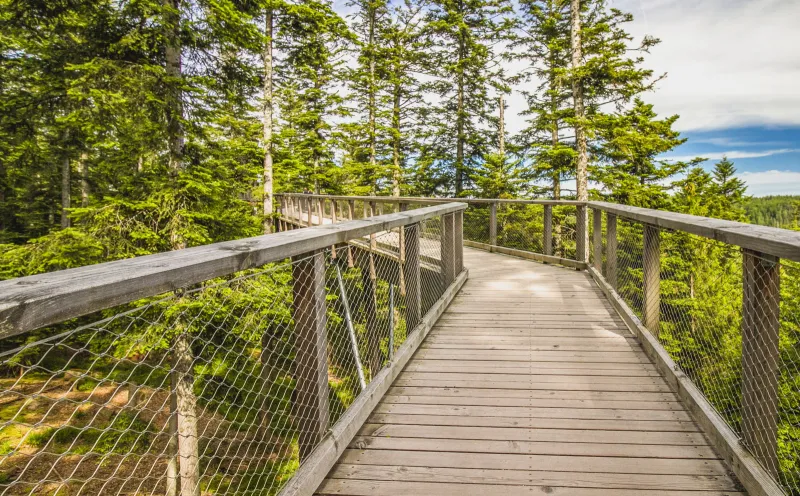 Treetop walk near Bad Wildbad
