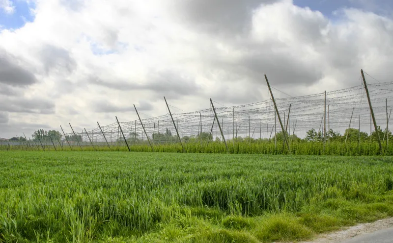 Hop gardens