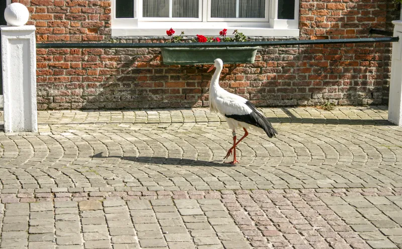 Stork