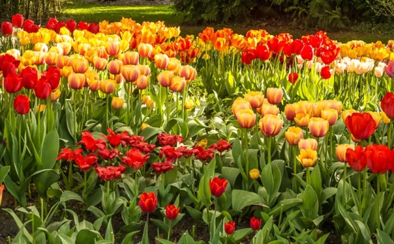 Mainau Lake Constance
