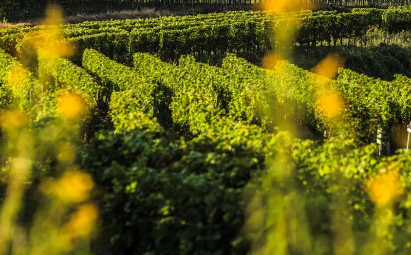 Kaiserstuhl, vineyards