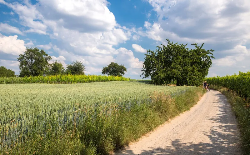 Landscape, cycle path