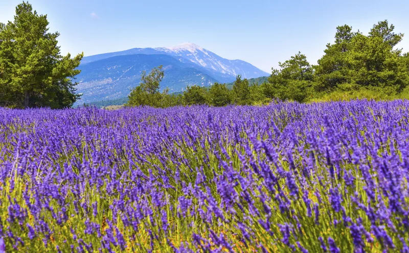 Lavender field
