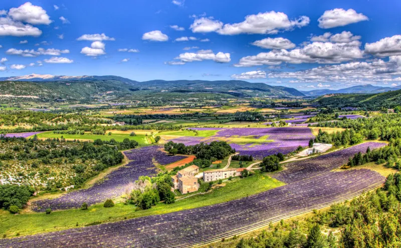 Lavender field at Mont Ventoux