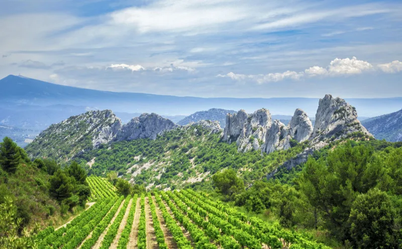 Viticulture on Mont Ventoux