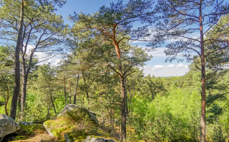 Forest close to Nemours