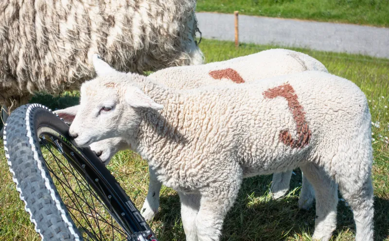 Sheep, bike