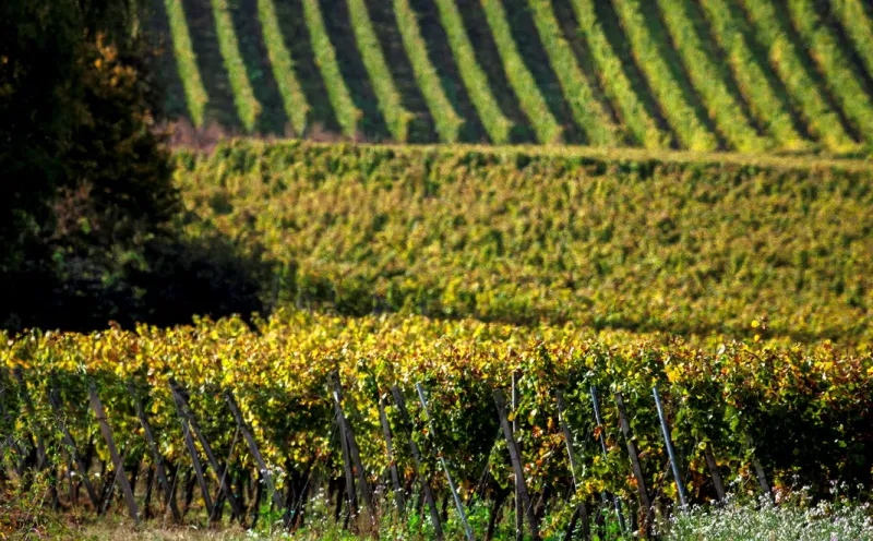 Palatinate Wine Route Worms, Speyer