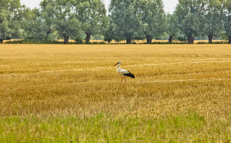 Stork Rühstädt