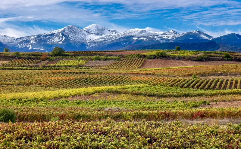 Vines in front of the Sierra de la Demanda