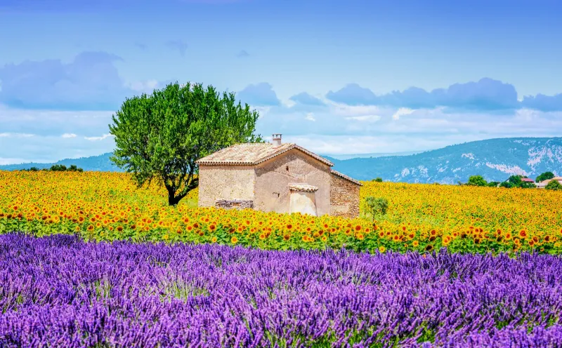 Sunflower and lavender field