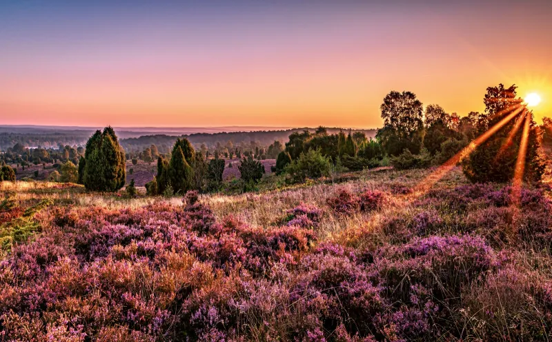 Sunset Lüneburg Heath