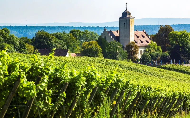 Hallburg Castle, Volkach, vineyard