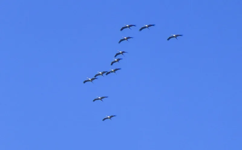 Farewell greeting from the cranes